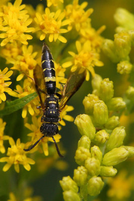 Wasps