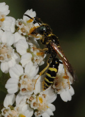 Philanthus bilunatus