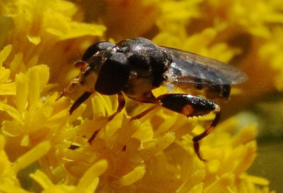 Syritta pipiens
