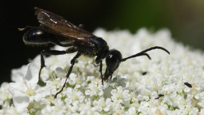 Isodontia sp.