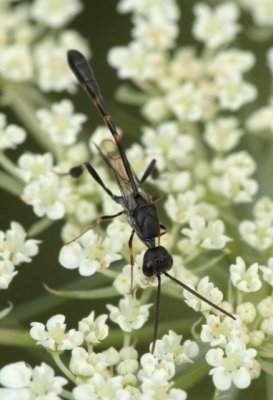 male Gasteruption sp.