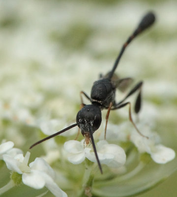 male Gasteruption sp.