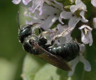 Ceratina sp
