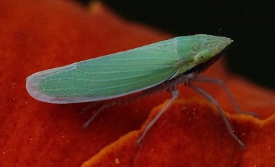 Draeculocephala