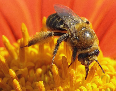 female Melissodes sp.
