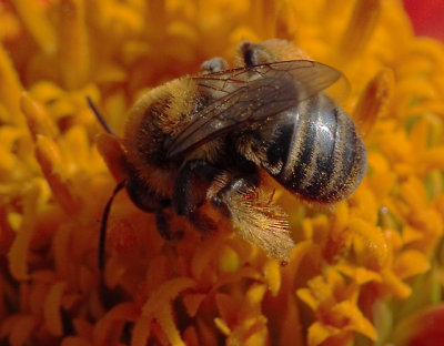 female Melissodes sp.