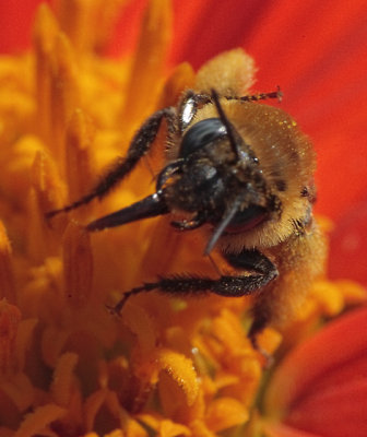 female Melissodes sp.
