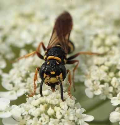 female Philanthus gibbosus