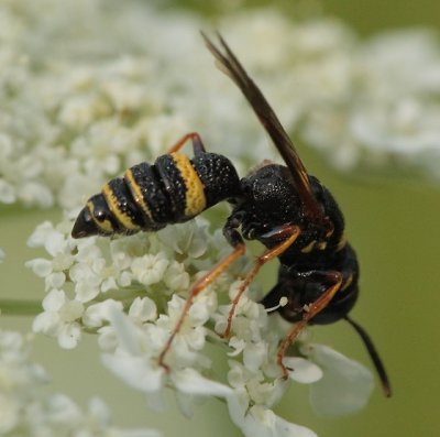 female Philanthus gibbosus