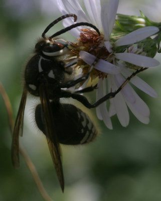 Dolichovespula maculata