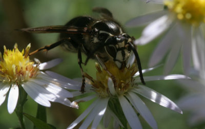 Dolichovespula maculata