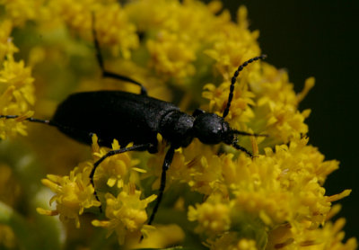 blackbeetleIMG_1136.jpg