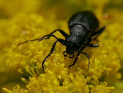 blackbeetleIMG_1169.jpg