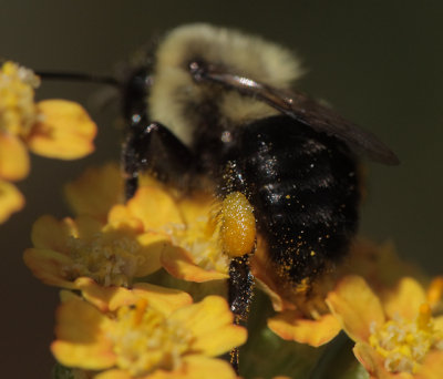 worker Bombus impatiens