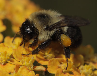 worker Bombus impatiens