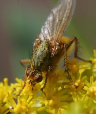 Scathophaga sp.