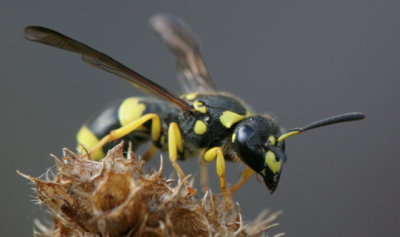 female Ancistrocerus gazella