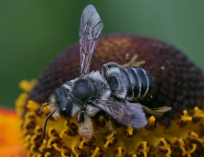 male Megachile sp.
