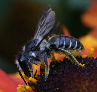 female Megachile sp.