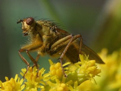 Scathophaga sp.