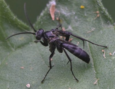 male wasp of the family Pompilidae, subfamily Pompilinae