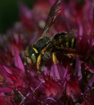 female Anthidium oblongatum