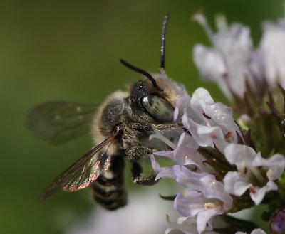 2E1Z9506.jpg