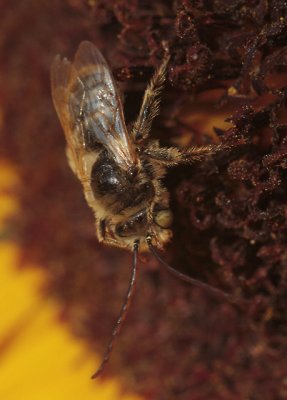 male Melissodes