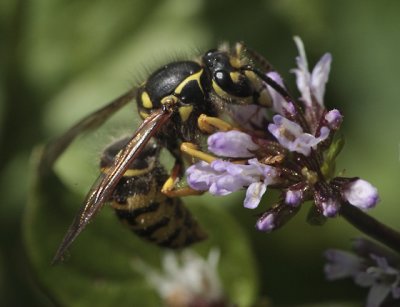 Dolichovespula arenaria