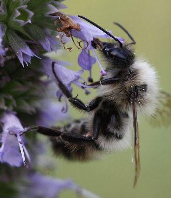 male Bombus perplexus