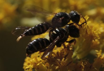 mating bees2E1Z9331.jpg