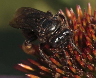 blacvk bee2E1Z9470.jpg