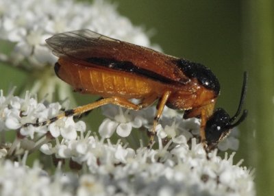 imported rose sawfly2E1Z9375.jpg