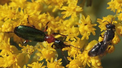 Calleida punctata