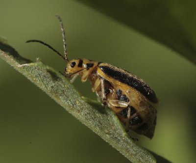 gravid female, Trirhabda sp.