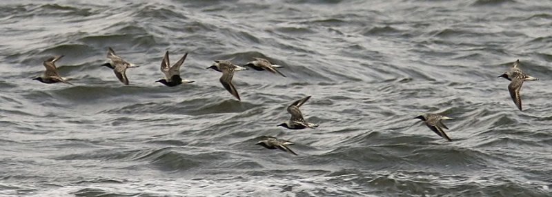 Grey Plovers (Kustpipare) Pluvialis squatarola