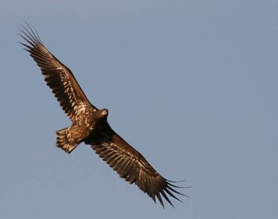 White-tailed Eagle (Havsörn) Haliaeetus albicilla