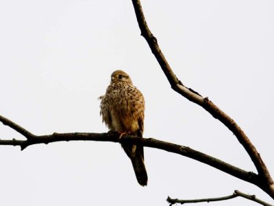 Kestrel (Tornfalk), Falco tinnunculus