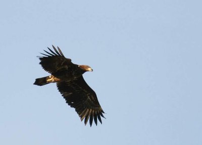 White-tailed Eagle (Havsörn) Haliaeetus albicilla