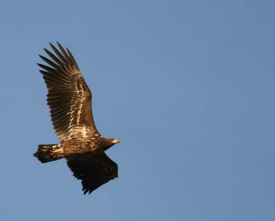 White-tailed Eagle (Havsörn) Haliaeetus albicilla