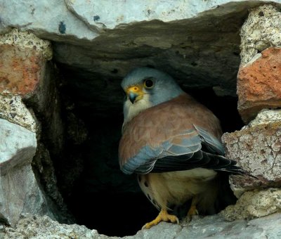  Lesser Kestrel (Rdfalk) Falco naumanni
