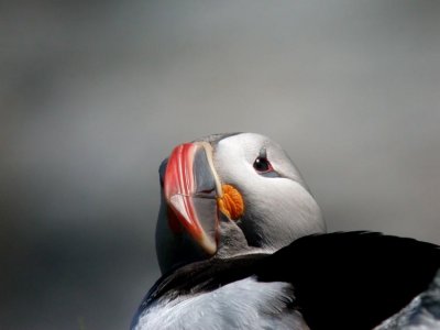 Puffin (Lunnefgel) Fratercula arctica