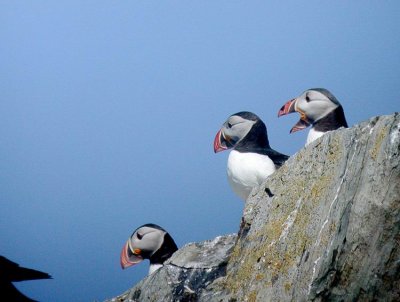 Puffins (Lunnefglar) Fratercula arctica