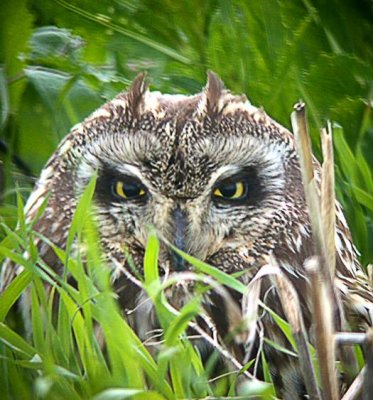 Short-eared Owl (Jorduggla) Asio flammeus