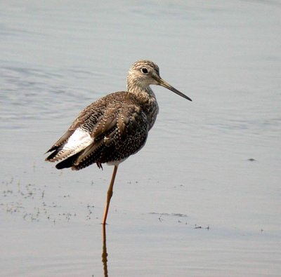 Lesser Yellowlegs (Mindre gulbena) Tringa flavipes