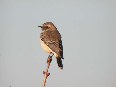 Pied Wheatear (Nunnestenskvtta) Oenanthe pleschanka