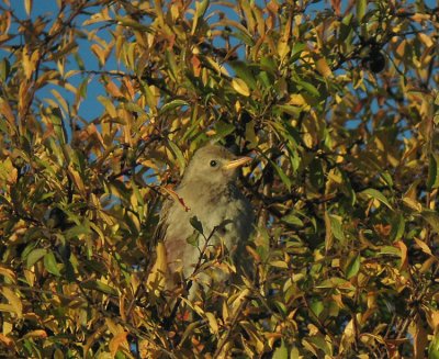 Rose-coloured Starling (Rosenstare) Sturnus roseus