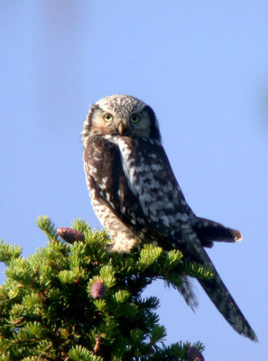 Hawk Owl (Hkuggla) Surnia ulula