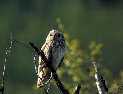 Short-eared Owl (Jorduggla) Asio flammeus