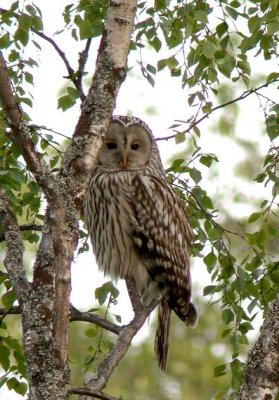 Ural Owl (Slaguggla) Strix uralensis